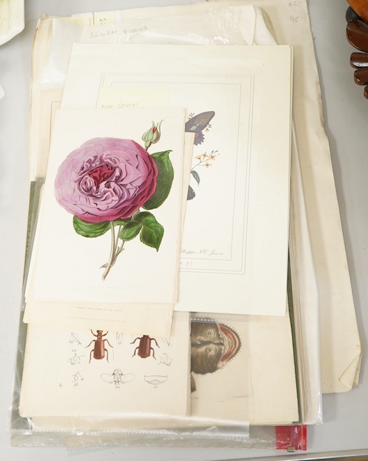 A collection of 18th / 19th century and later botanical and natural history interest prints and engravings to include four engravings of fish, published F P Nodder, 1799 / 1800, an extensive set of beetles and three 19th